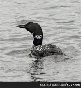 Loon in a lake, Lake of The Woods, Ontario, Canada