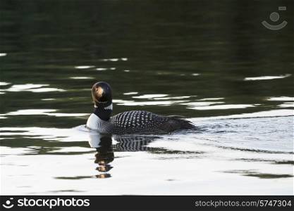 Loon looking at the camera, Lake of The Woods, Ontario, Canada