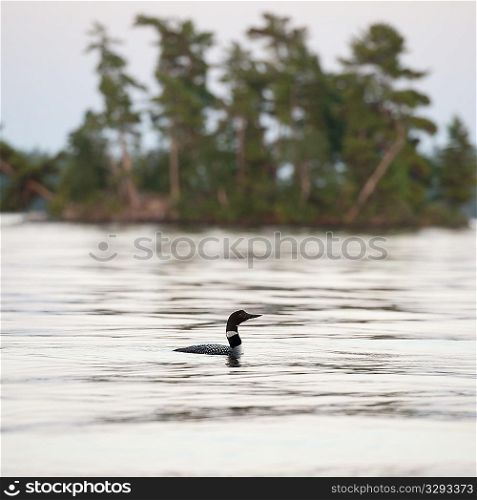 Loon on the water at Lake of the Woods, Ontario