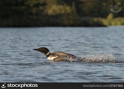 Loon skimming over the water, Lake of The Woods, Ontario, Canada
