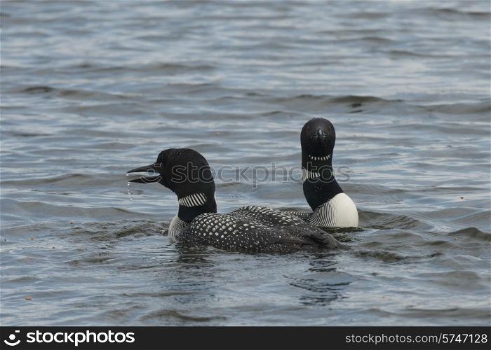 Loons in a lake, Lake of The Woods, Ontario, Canada