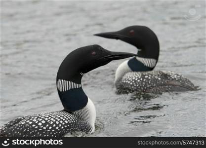Loons in a lake, Lake of The Woods, Ontario, Canada