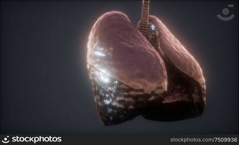 loop 3d rendered medically accurate animation of the human lung