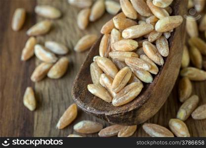 Loose grains of farro in and around a wooden spoon.