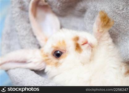 Lop ear little Red and white color rabbit, 2 months old, bunny on grey background - animals and pets concept. Lop ear little Red and white color rabbit, 2 months old, bunny on grey background -animals and pets concept