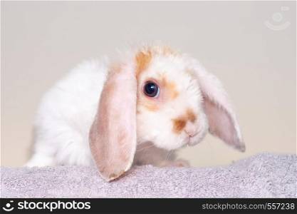 Lop ear little Red and white color rabbit, 2 months old, bunny on grey background - animals and pets concept. Lop ear little Red and white color rabbit, 2 months old, bunny on grey background -animals and pets concept