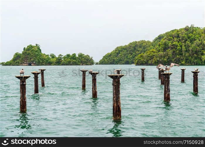 Los Haitises National Park nicknamed the Caribbean&rsquo;s Halong Bay.Mangroves,a rich tropical forest, multicolored tropical birds and manatees. The coast is dotted with small islets where frigates and pelicans nest.Samana peninsula, Dominican Republic.