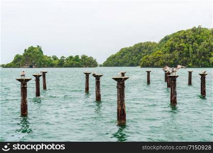 Los Haitises National Park nicknamed the Caribbean&rsquo;s Halong Bay.Mangroves,a rich tropical forest, multicolored tropical birds and manatees. The coast is dotted with small islets where frigates and pelicans nest.Samana peninsula, Dominican Republic.