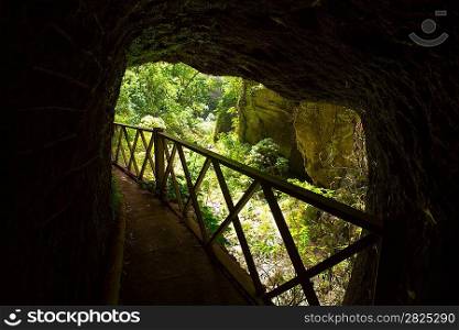 Los Tilos Laurisilva cave in La Palma laurel forest at Canary Islands