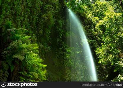 Los Tilos waterfall Laurisilva in La Palma laurel forest at Canary Islands
