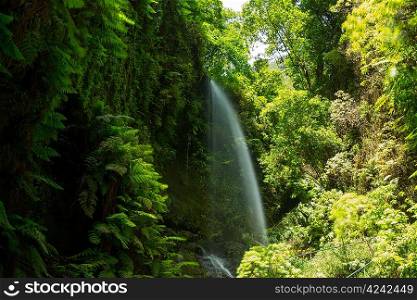 Los Tilos waterfall Laurisilva in La Palma laurel forest at Canary Islands