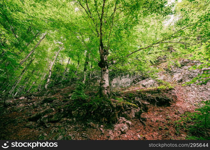 Lost ancient tree with big roots in a north spain forest in the center of scene