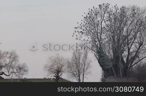 Lot Cormorant birds (Microcarbo niger) resting on dry tree