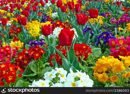 Lot of colorful flowers in the park