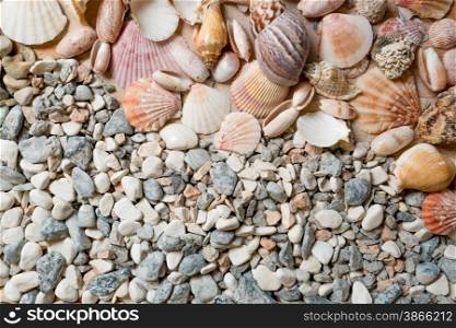 Lot of colorful seashells lying on stones at seashore