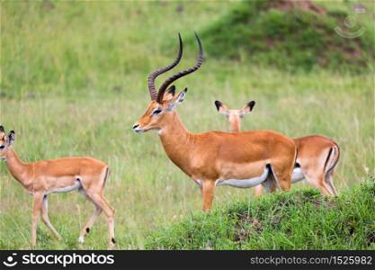 Lot of Impala antelopes in the grass landscape of the Kenyan savanna. A lot of Impala antelopes in the grass landscape of the Kenyan savanna