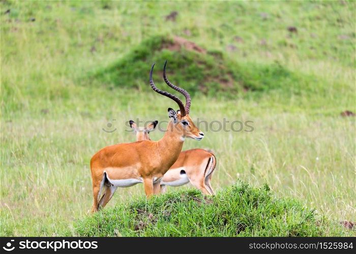 Lot of Impala antelopes in the grass landscape of the Kenyan savanna. A lot of Impala antelopes in the grass landscape of the Kenyan savanna