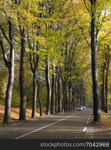 lot of leaves fall on forest road and car between beech trees near austerlitz in the netherlands on utrechtse heuvelrug