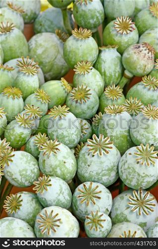 Lot of poppy seed capsules
