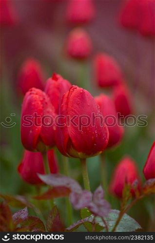 Lot of red tulip in field. Beautiful red tulip in field on tulip farm. Red tulips growing on the field. Red flowerbed of spring tulips. Red tulips background