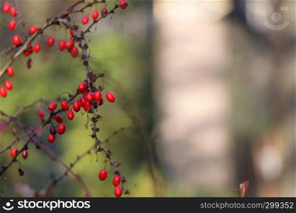 Lot of rosehip on the branch photo
