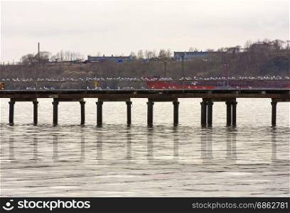 lot of sea gulls on the pier on a gray, cold morning on Kamchatka