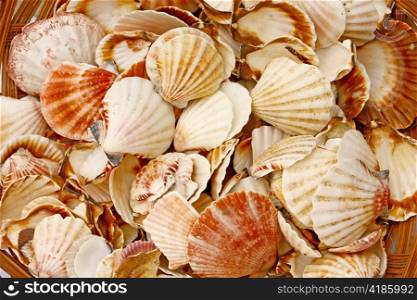 Lot of seashells in a basket