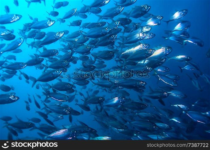 lot of small fish in the sea under water / fish colony, fishing, ocean wildlife scene