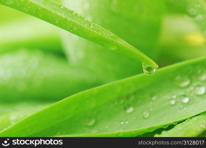 lot of stalks with leaves close up