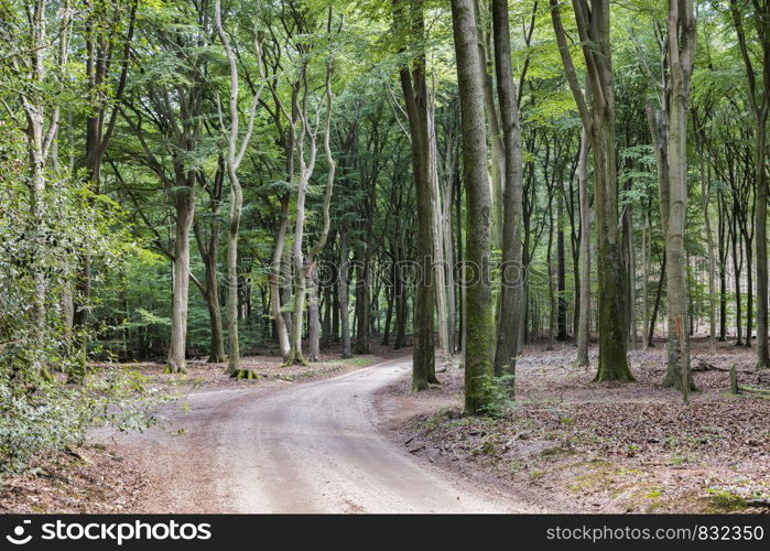 lot of trees in nature in national park de hooge veluwe in holland