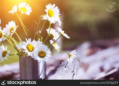 lot of white daisies in the cup. still life
