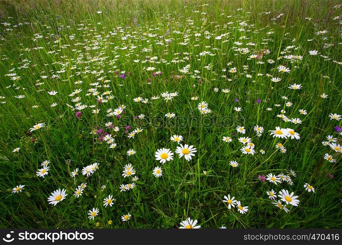 lot of white daisies on a green field
