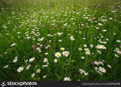 lot of white daisies on a green field