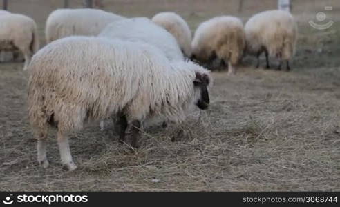 Lot sheep on the beautiful green meadow