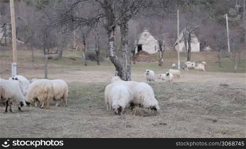 Lot sheep on the beautiful green meadow