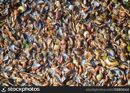 lots of different seashells piled together