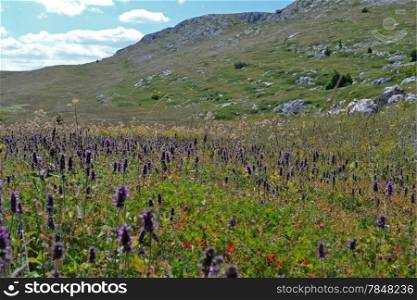 Lots of flowers on the plateau mountains