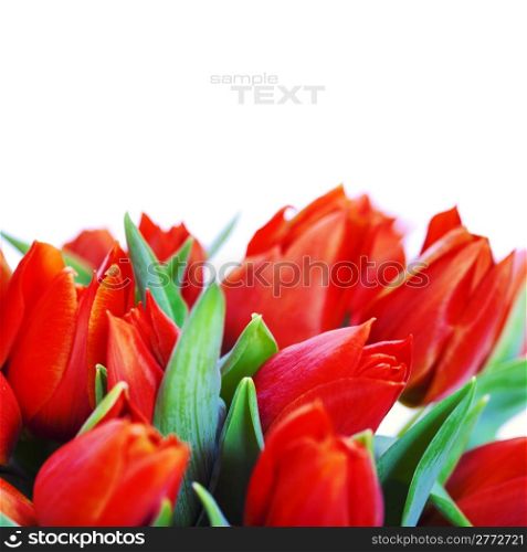 Lots of fresh red tulips on white background (with easy removable text)