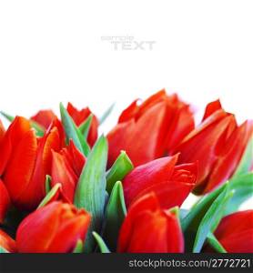 Lots of fresh red tulips on white background (with easy removable text)