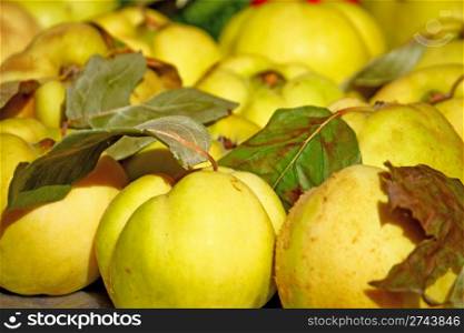 Lots of quince fruit on the market