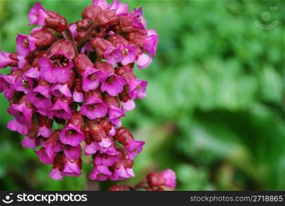lots of small pink flowers with shallow depth