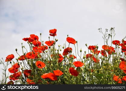 Lots of sunlit poppies in a group