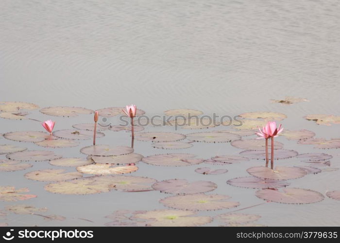 lotus