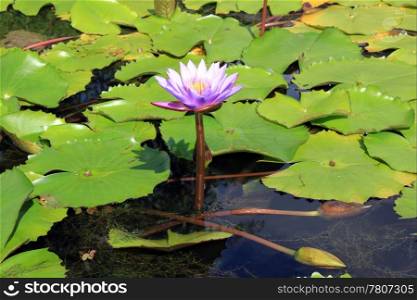 Lotus and green leaves in the pond, Sri Lanka