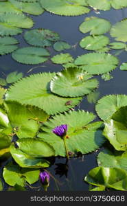 Lotus and lotus ponds. The lotus pond. There are a lot of lotus leaves. In the park.