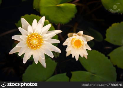 Lotus and lotus ponds. The lotus pond. There are a lot of lotus leaves. In the park.