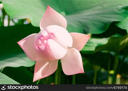 Lotus blossoms in the greenhouse. Blooming in the pond the Lotus