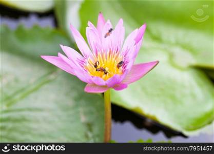 Lotus flower and a bee. Helping bees for nectar together as a team.