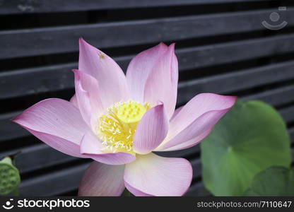 Lotus flower blooming in the morning, stock photo