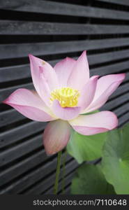 Lotus flower blooming in the morning, stock photo